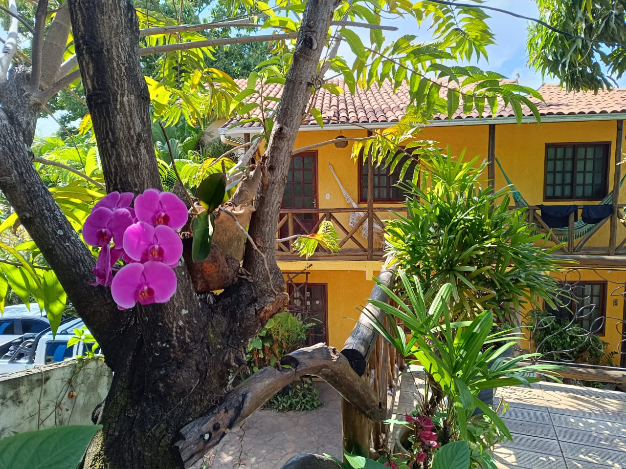 Orquídeas floridas no jardim em frente à pousada